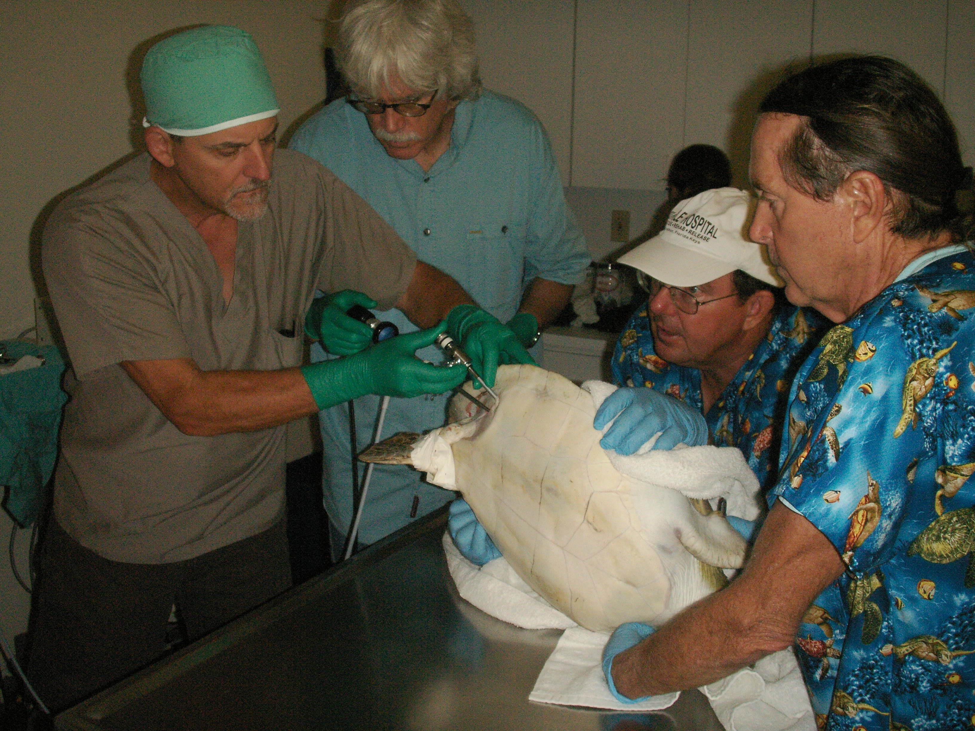 Animal Planet Vet Dr. Kevin Fitzgerald – The Turtle Hospital. Rescue,  Rehab, Release.