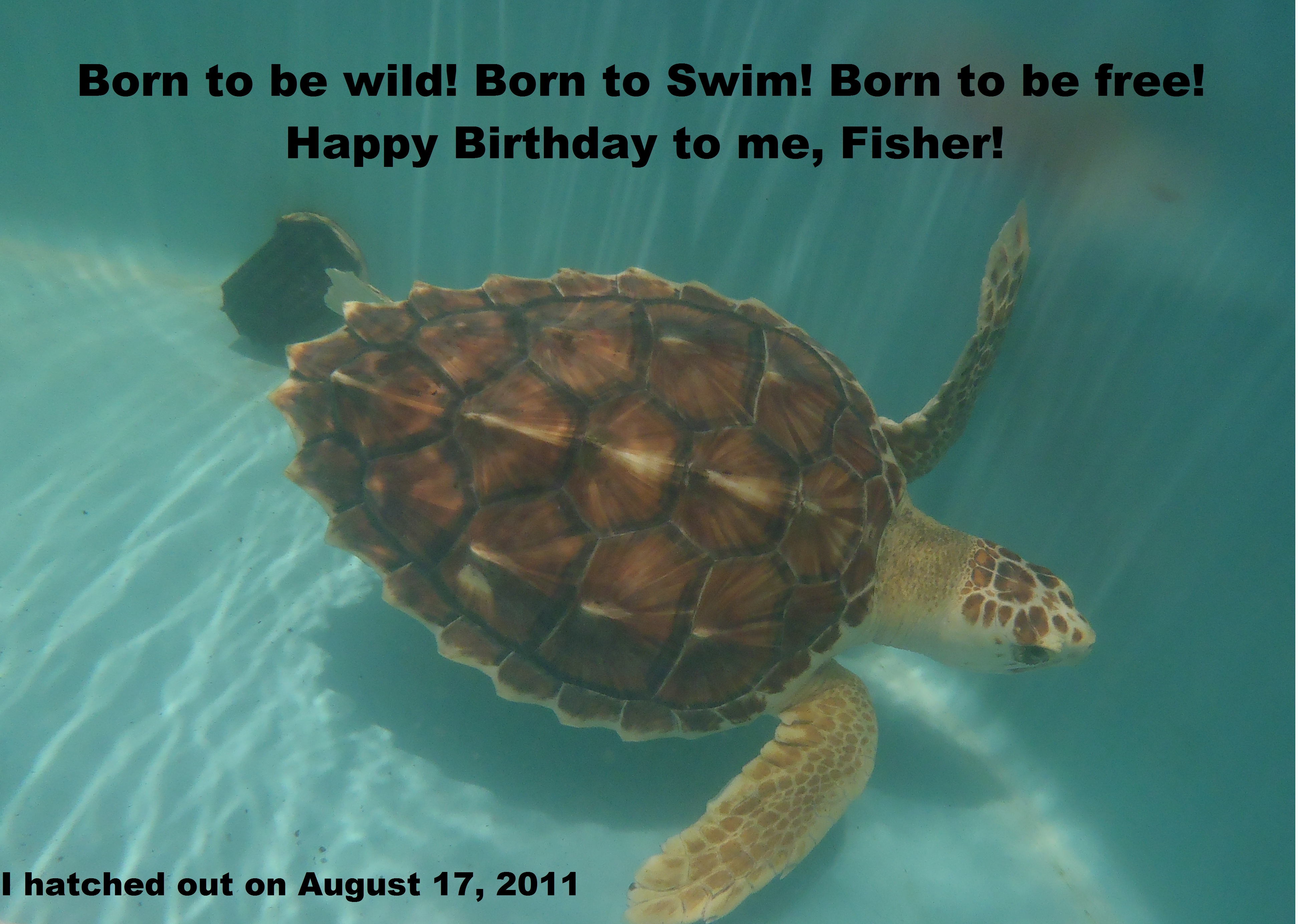 happy-birthday-fisher-the-turtle-hospital-rescue-rehab-release