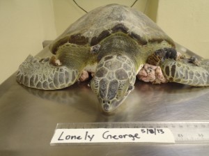 Lonely George's intake photo showing several of his tumors