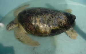OD, then named Pepper, while at Karen Beasley Sea Turtle Hospital in Topsail, NC *Photo Courtesy of Karen Beasley Sea Turtle Hospital Website