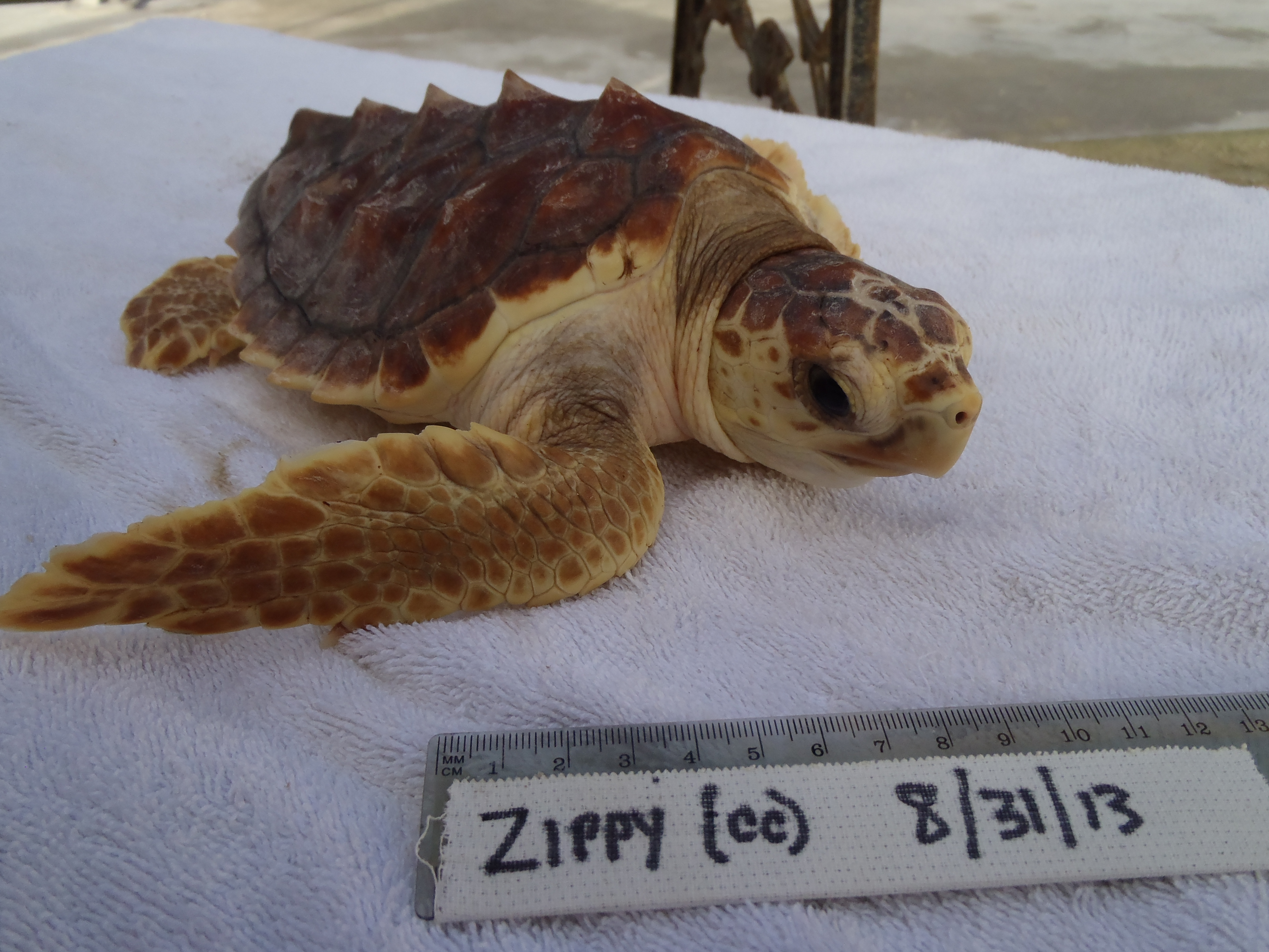 zippy turtle