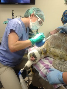 Dr. Kristen removing "Paul's" 1.69 lb tumor off of his shoulder