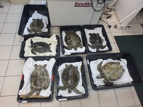 7 turtles from clearwater