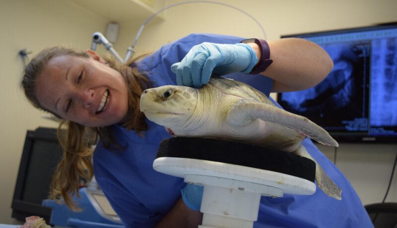 dr. brooke examining a turtle