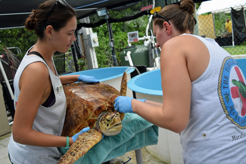 rehabbers and turtle