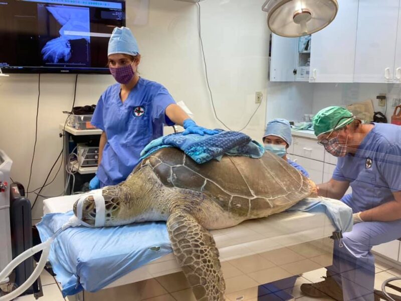 turtle amputation surgery