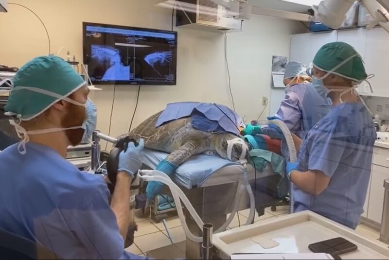 turtle amputation surgery