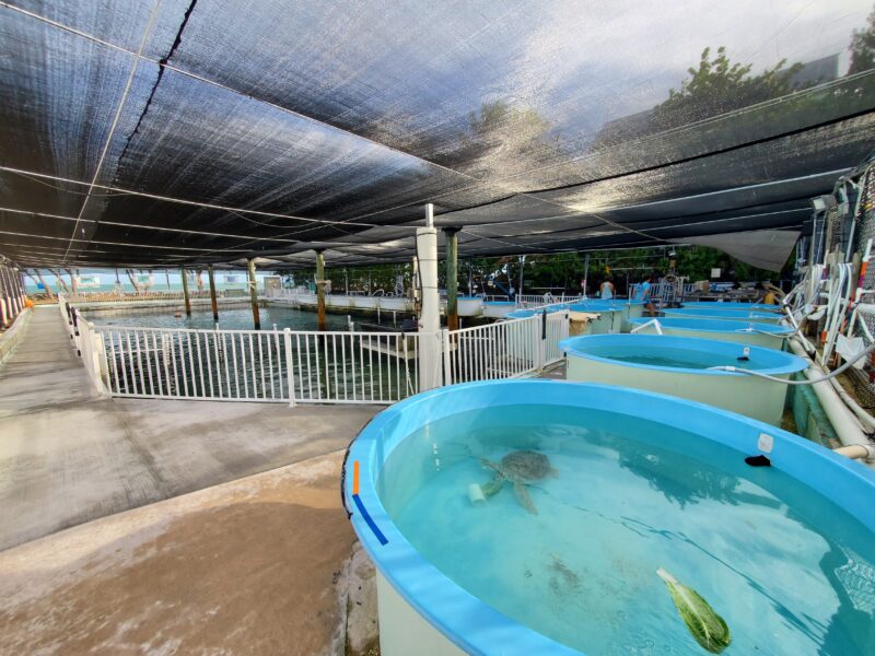 Lower Enclosure (Main Pool / Tidal Pool)