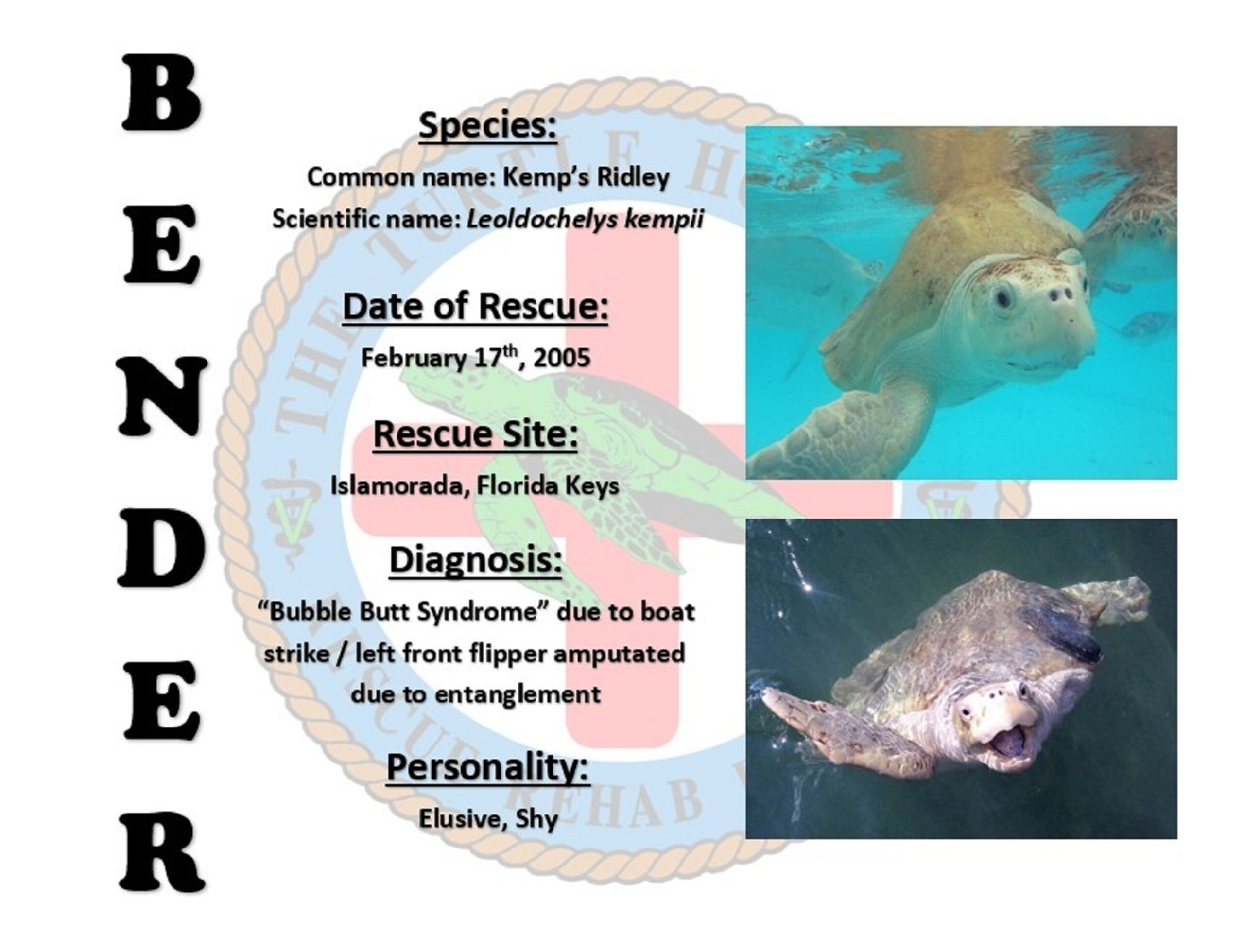 Bender Profile Certificate