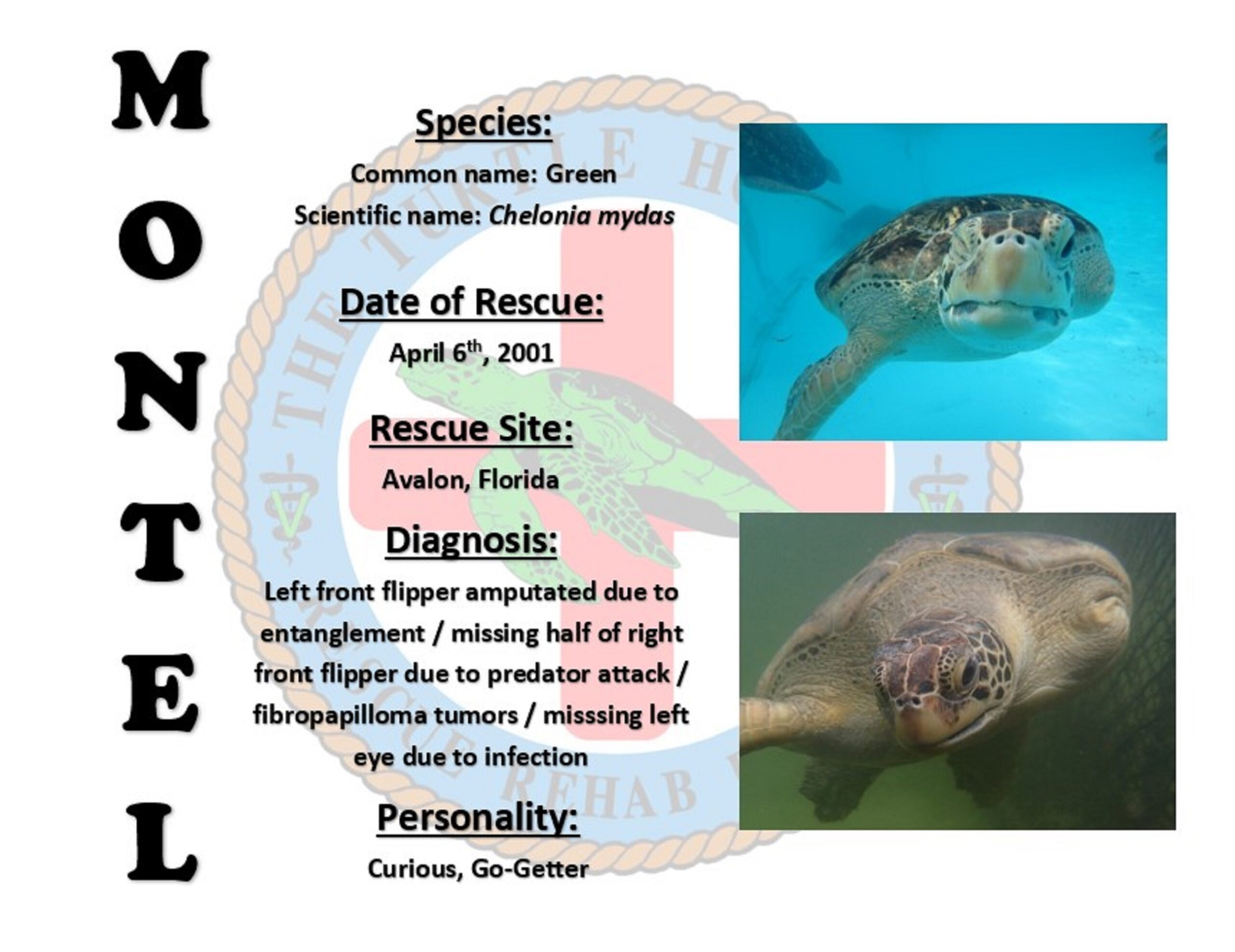 Adoptions – The Turtle Hospital. Rescue, Rehab, Release.