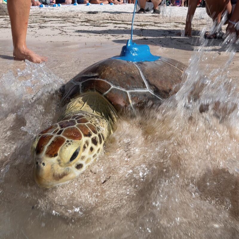 Marcia release photo on Sombrero Beach. Fitted with a satellite tracker.