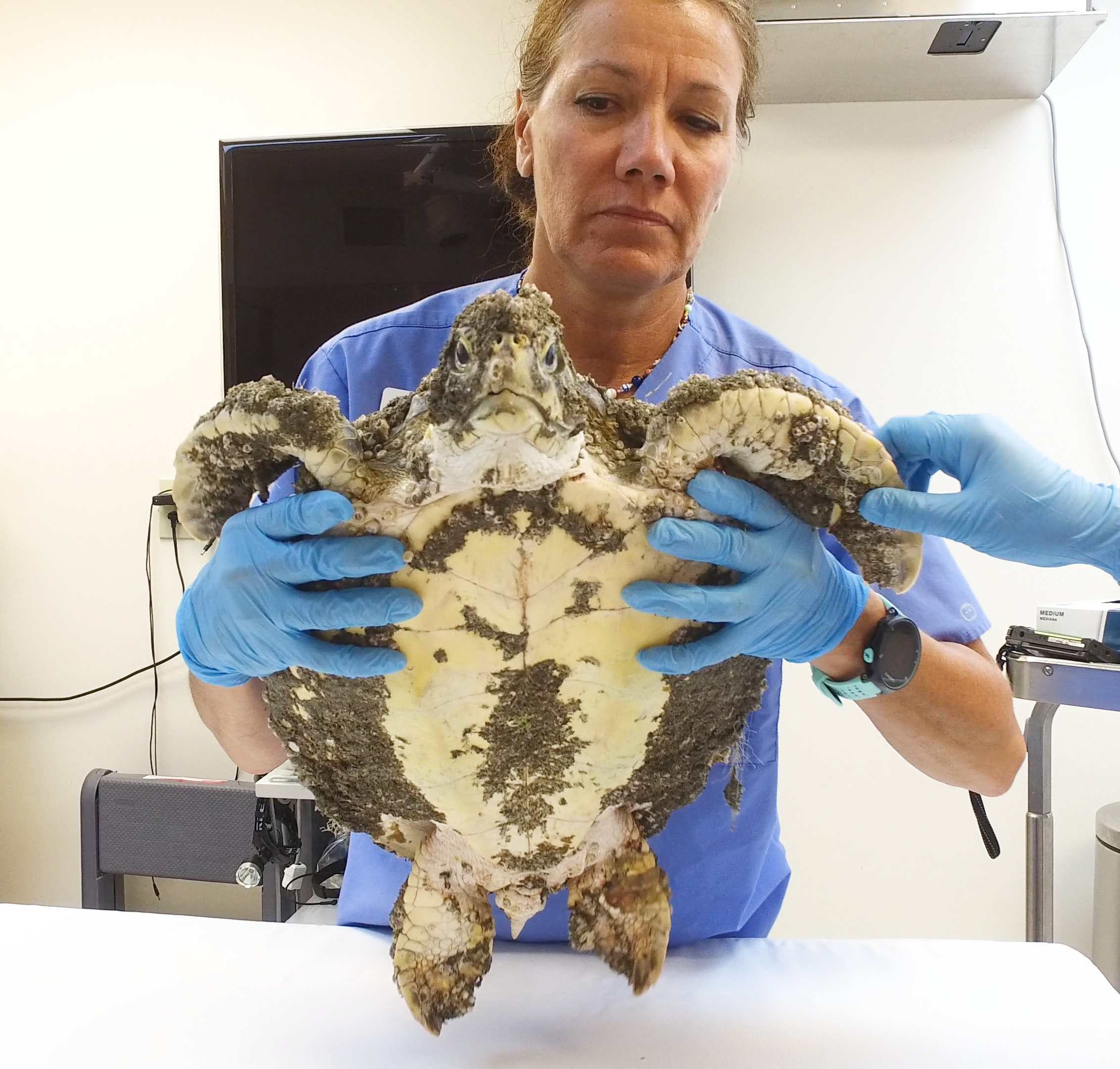 Intake juvenile green sea turtle encrusted in barnacles Bette Zirkelbach Turtle Hospital Manager photo credit Florida Keys News Bureau